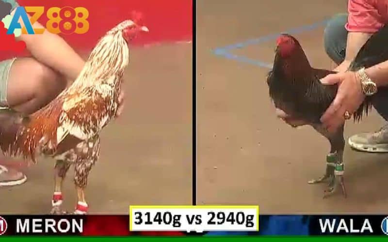 Các trận đá gà Thomo tại AZ888 phát sóng với hình ảnh sắc nét
