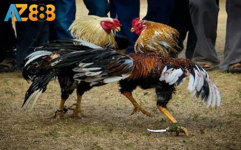 Đá gà cựa dao tại AZ888 là dự đoán chiến kê giành chiến thắng